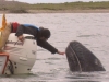 aj-touching-whale