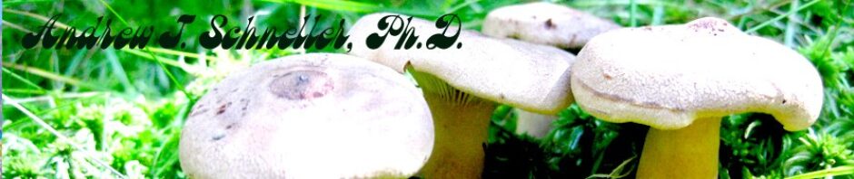 Andrew J. Schneller, Ph.D.